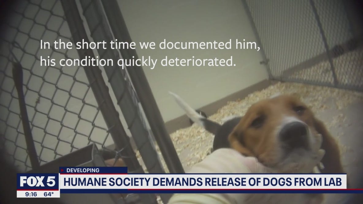 Humane Society demanding release of 80 beagles from animal testing lab with ties to Maryland, Virginia